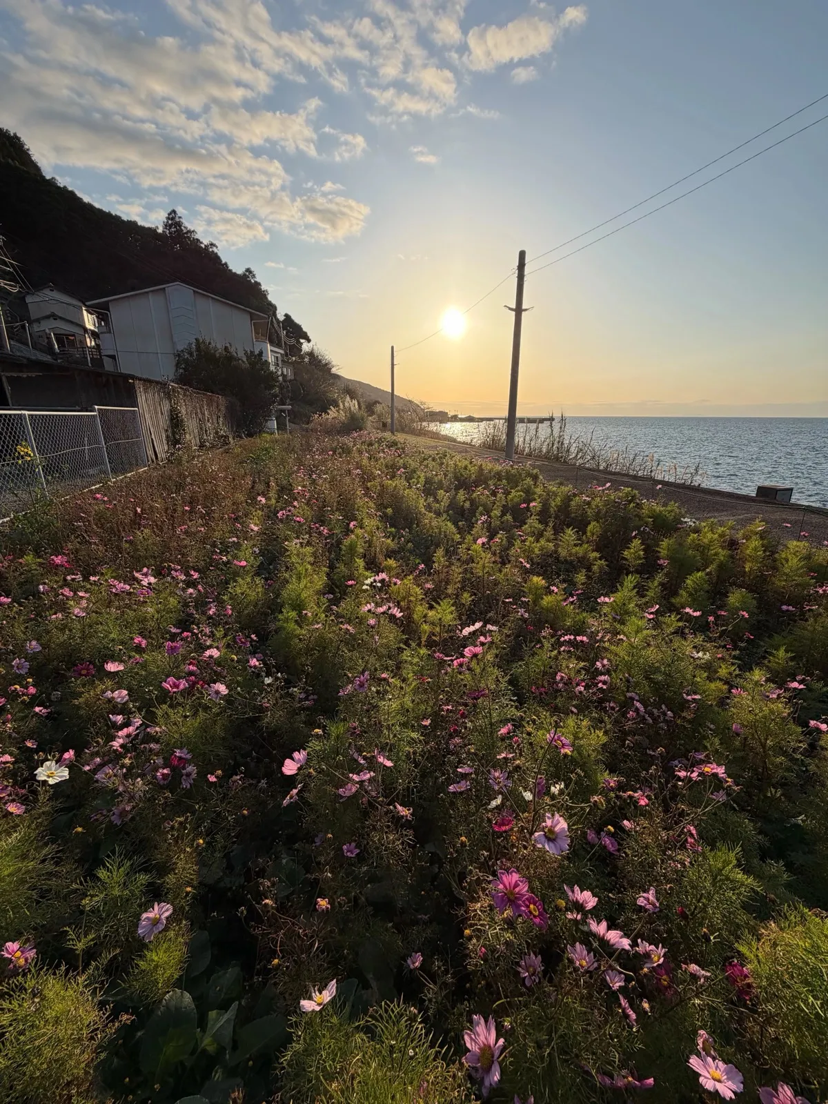 作業を終えた夕方。コスモスが咲く海沿いの道に夕日が差し込む