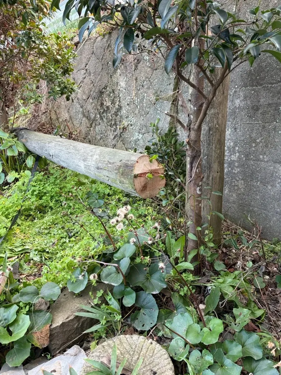 切り倒した電柱の断面。年輪が刻まれた切り口が、長い年月を物語る